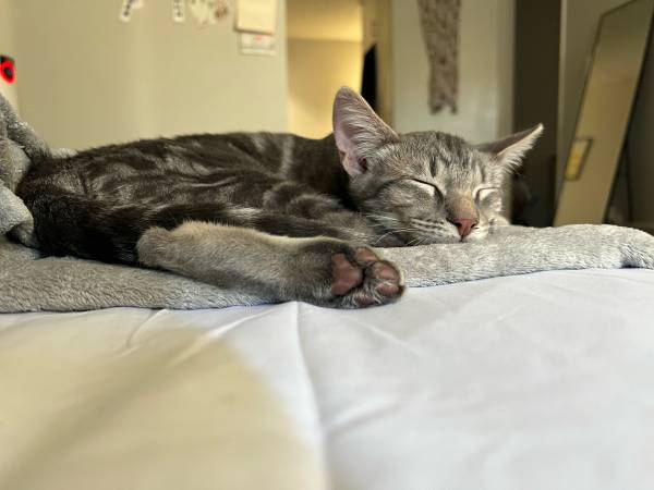 Kitten Needs Home (Los Angeles)63829967293569121
