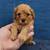 Cavapoos 7 thumbnail