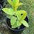White Guava Fruit Plant Tree 1 thumbnail