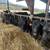Black steers 1 thumbnail