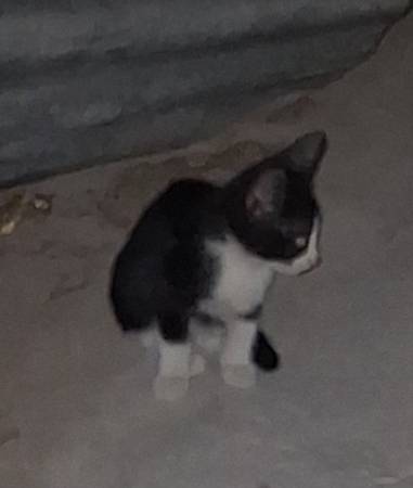 3 KITTENS!!! (North Las Vegas)63860183371905122