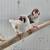 English zebra finch text only 5 thumbnail