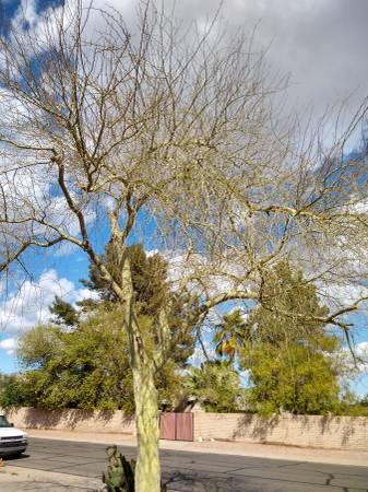 Pale Brea Tree SALE and other plants 1