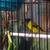 Black hooded siskin / pastel 6 thumbnail