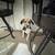 REHOMING 2 BEAGLE POINTER MIX PUPPIES 🐾 8 thumbnail