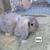 Holland lop bunnies  Phoenix 3 thumbnail