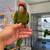 Amazon parrots  / Mitred Conures 1 thumbnail