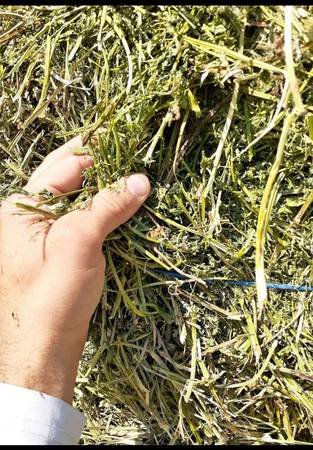 Alfalfa square bales 1