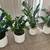 Zz plants - 2 sizes 1 thumbnail