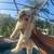 Havanese Boy 2 thumbnail