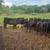 Black Angus Heifers - SOLD 11 thumbnail