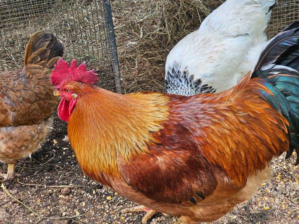 Rooster (Weaverville)64145663503747120