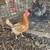 Chickens 18 months 2 thumbnail