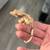 Baby Crested Geckos 7 thumbnail