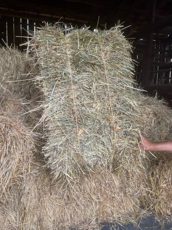 First Cut Horse Hay Bales 1