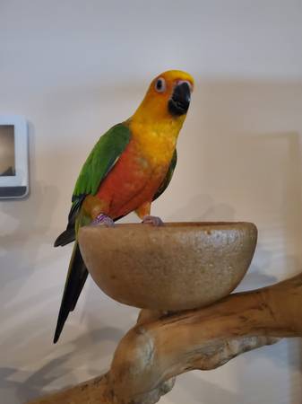 Reptiles and birds 1