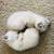 Lynx Siamese Kitten for Rehome 1 thumbnail