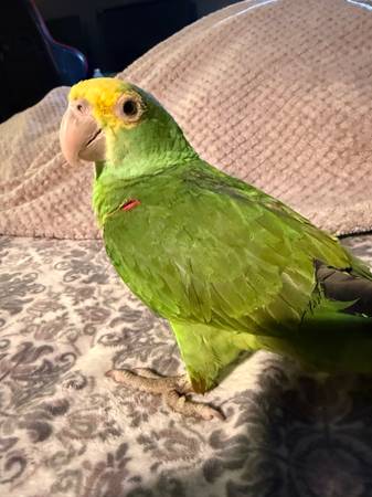 Double yellow amazon parrot (Worcester)64317642813057123