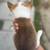 Corgi for Rehoming 10 thumbnail