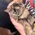 Female Tortie Exotic 1 thumbnail