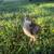 2 Brown Turkey Chicks Poults 2 thumbnail