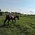 3 yo gelding horse 5 thumbnail