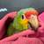 Red lore amazon  parrot 2 thumbnail