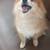 Lost Senior Male Pomeranian 4 thumbnail