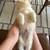 Pomsky Puppy Rehoming 9 thumbnail