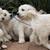 Golden Retriever (English Cream) 1 thumbnail