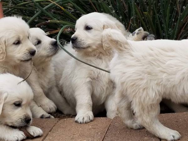 Golden Retriever (English Cream) 1