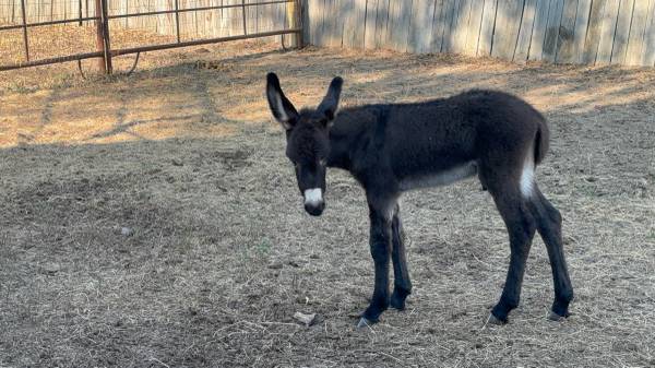 donkey 1