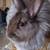 French angora rabbits 11 thumbnail