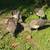 Peahens 5 thumbnail