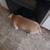 Rehoming American bullies 1 thumbnail