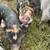 Idaho pasture pigs 4 thumbnail