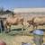 Jersey cows beef steers 1 thumbnail