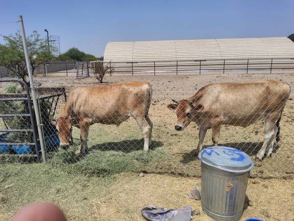Jersey cows beef steers 1