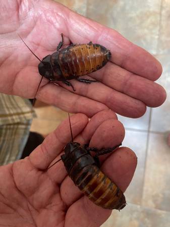 Two Male Hissing Cockroaches & Five Gallon Aquarium 1