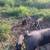 Berkshire Piglets 6 thumbnail