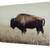 Bison wall art photo 3 thumbnail
