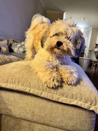 Havanese 1