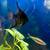 Fresh water fish mature 2 thumbnail