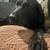 PLEASE HELP missing dog 2 thumbnail