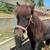 BLACK VERY TAME MINI HORSE STALLION 4 thumbnail