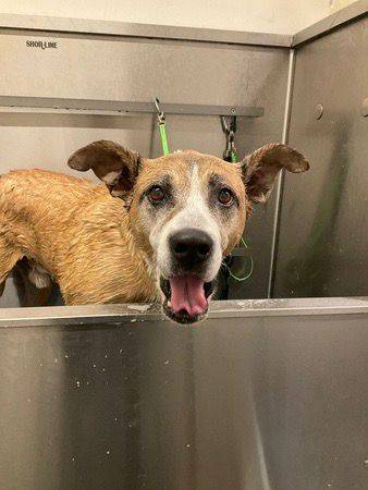 Do You Get Paid to Be a Dog Foster? Truths Revealed!