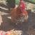 Bantam hatching eggs 6 thumbnail
