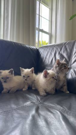 2 male kittens and 2 female kittens for rehoming (Pasco)
