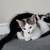 Male kittens 4 thumbnail