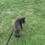 8 weeks old female cane corso for sale 2 thumbnail